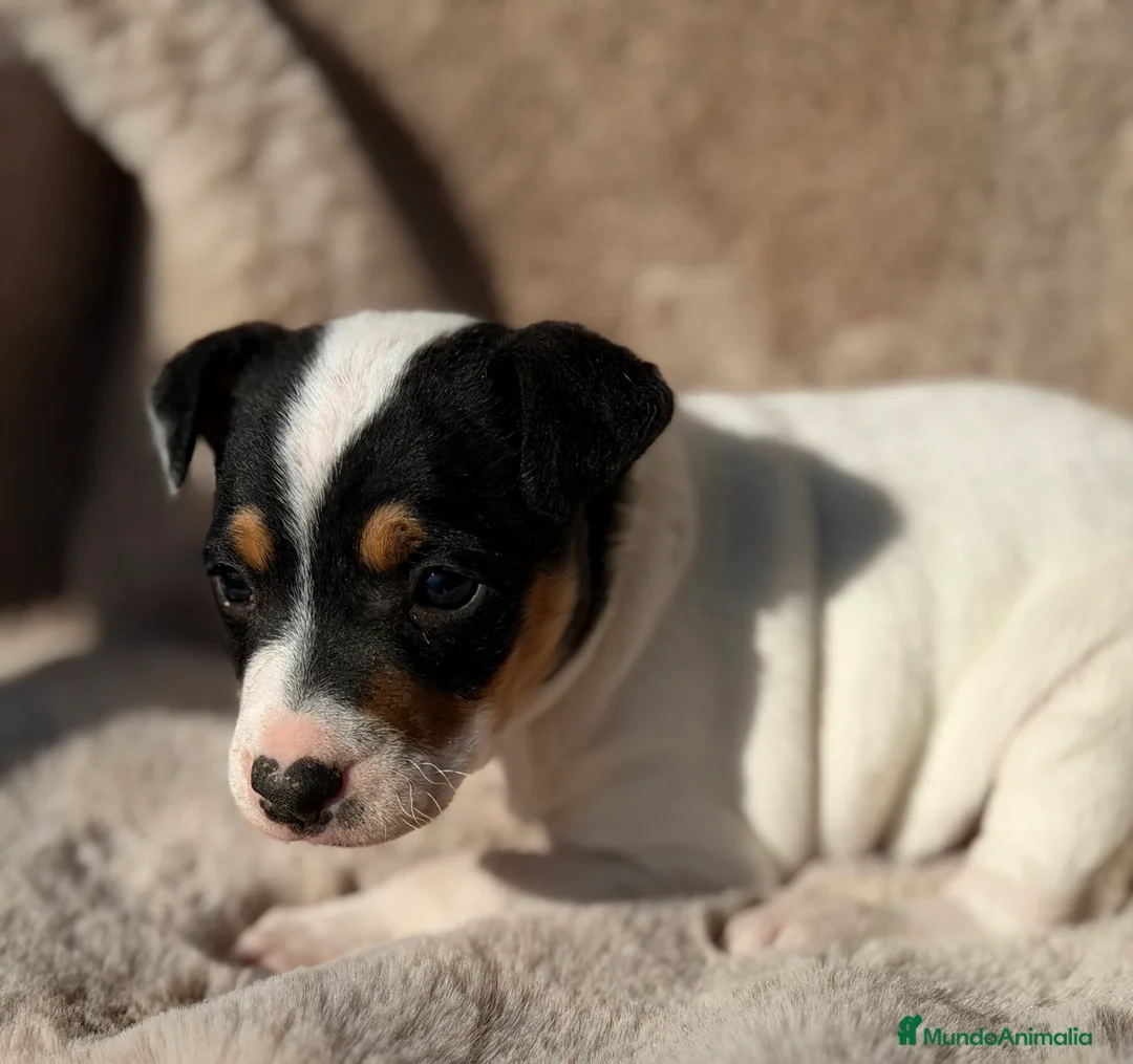 Ratonero Bodeguero Andaluz perros en venta: Bodeguero andaluz macho  - Anuncio 5