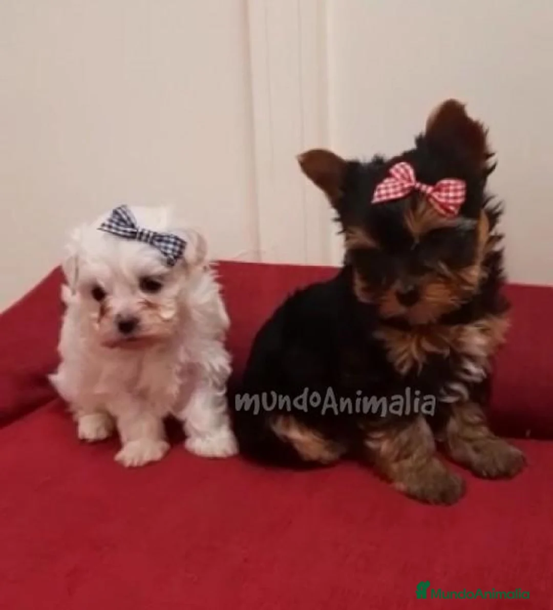 Imagen de galería {{count}}