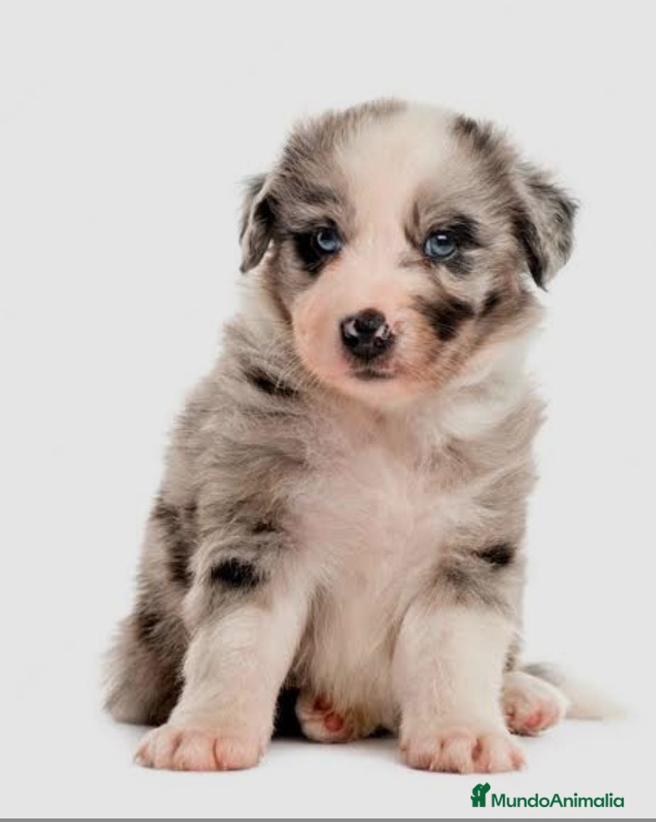 Border Collie perros Border collie - Anuncio 1