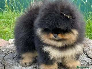 Pomerania perros BEBE POMERAIA NEGRO FUEGO - Anuncio 1