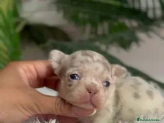 Chihuahua perros CHIHUAHUA HEMBRA MERLE - Anuncio 1