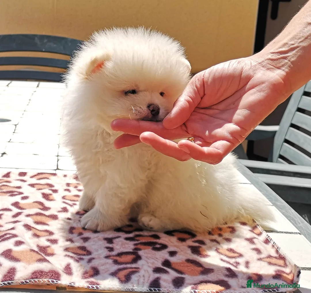 Pomerania perros en venta: Lulú de pomerania  en Barcelona - Anuncio 4