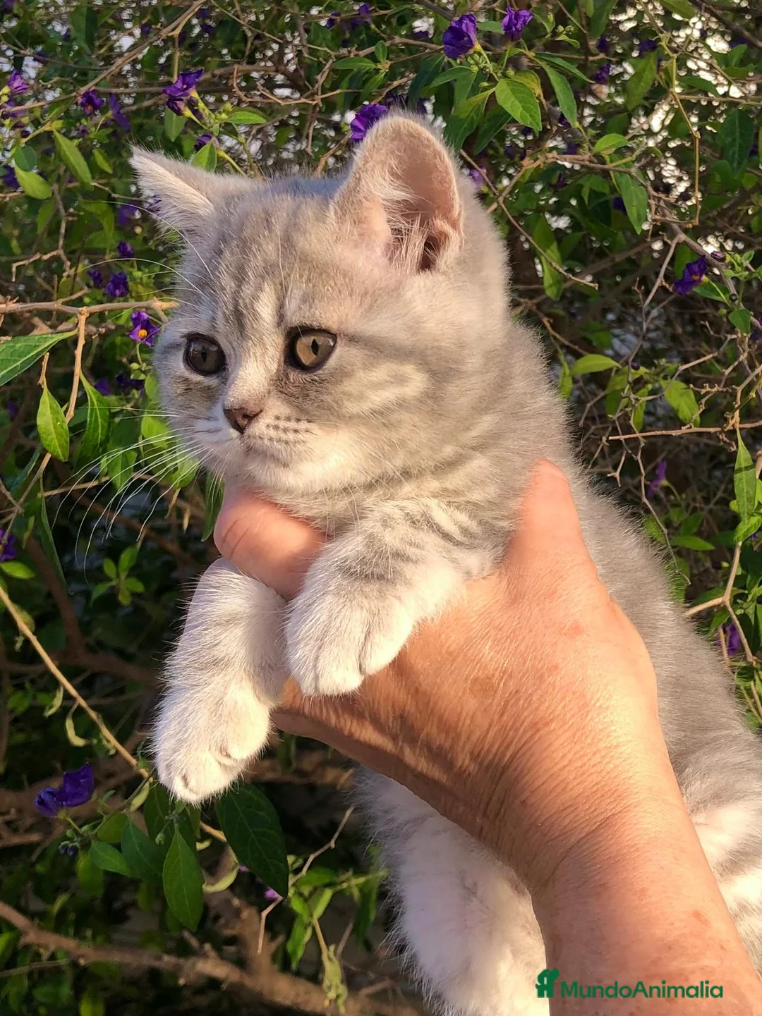 Británico de Pelo Corto gatos en venta: Gata british  - Anuncio 2