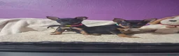 Pinscher Miniatura perros en venta: Pincher miniatura 603574813 - Anuncio 1