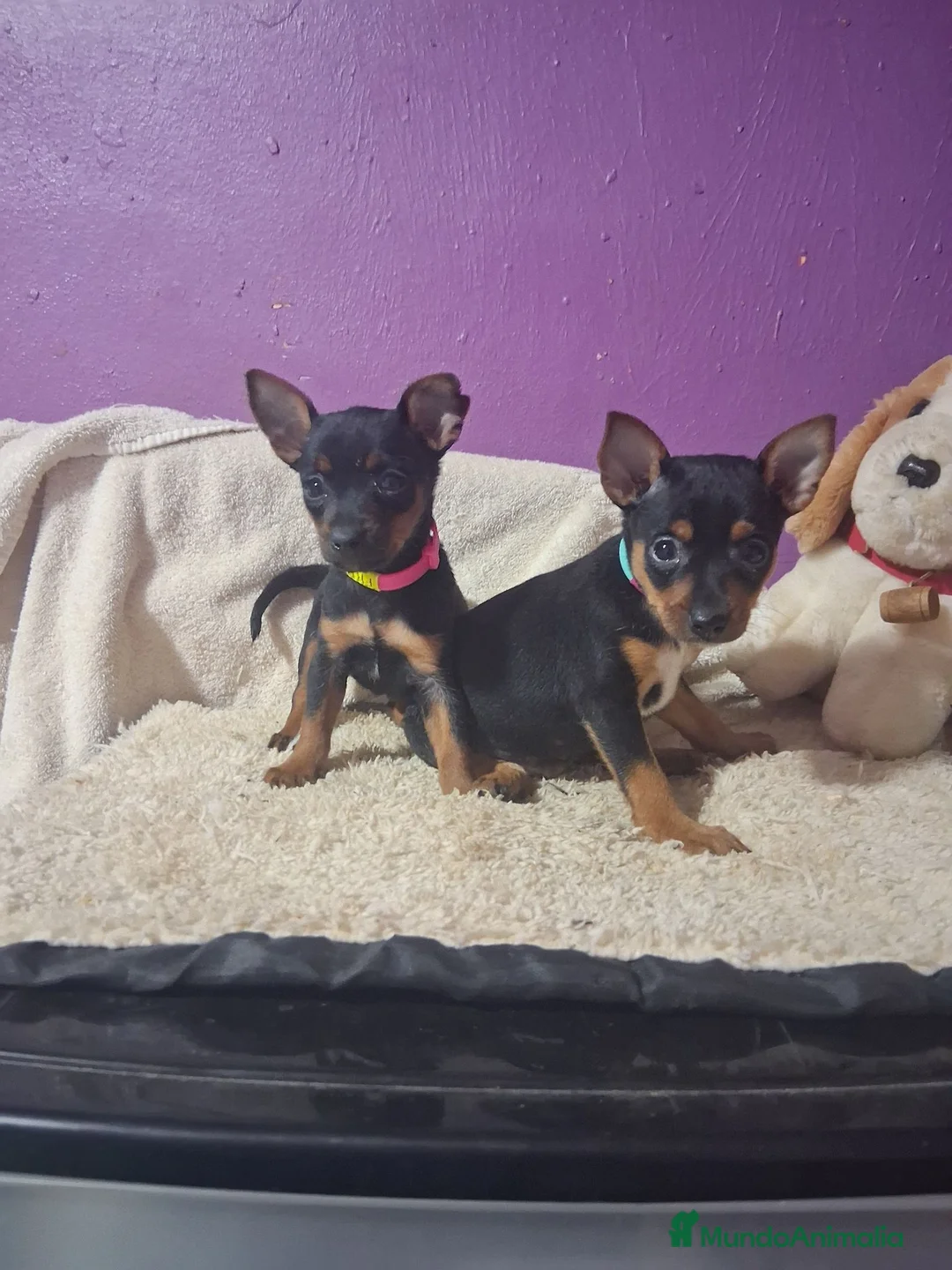 Pinscher Miniatura perros en venta: Pincher miniatura 603574813 - Anuncio 1