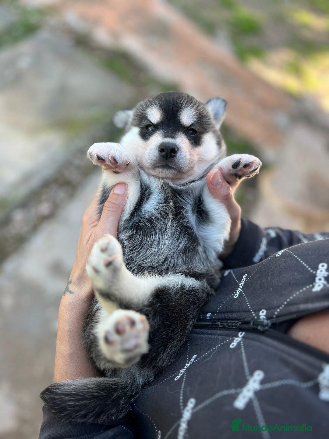 Pomsky perros en venta: Pomsky miniatura - Imagen 3