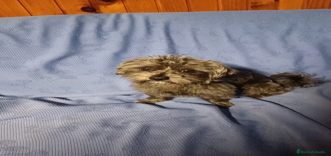 Imagen de galería {{count}}