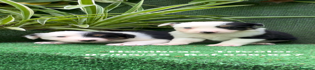 Border Collie Cachorro 6