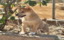Shiba Inu perros en venta: Shiba inu hembra  - Imagen 8