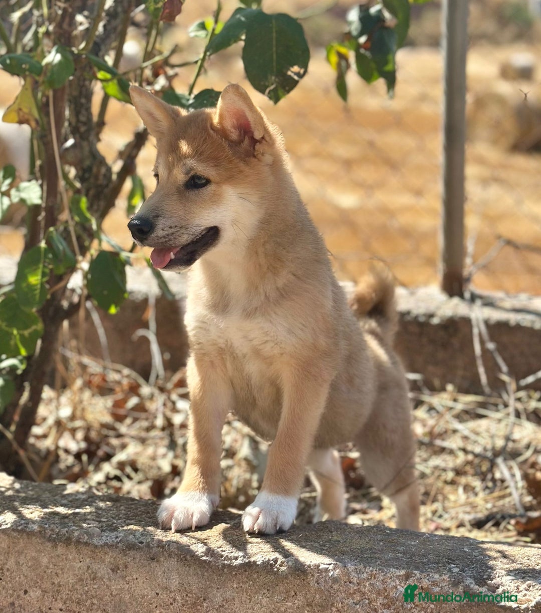 Shiba Inu perros en venta: Shiba inu hembra  - Imagen 8