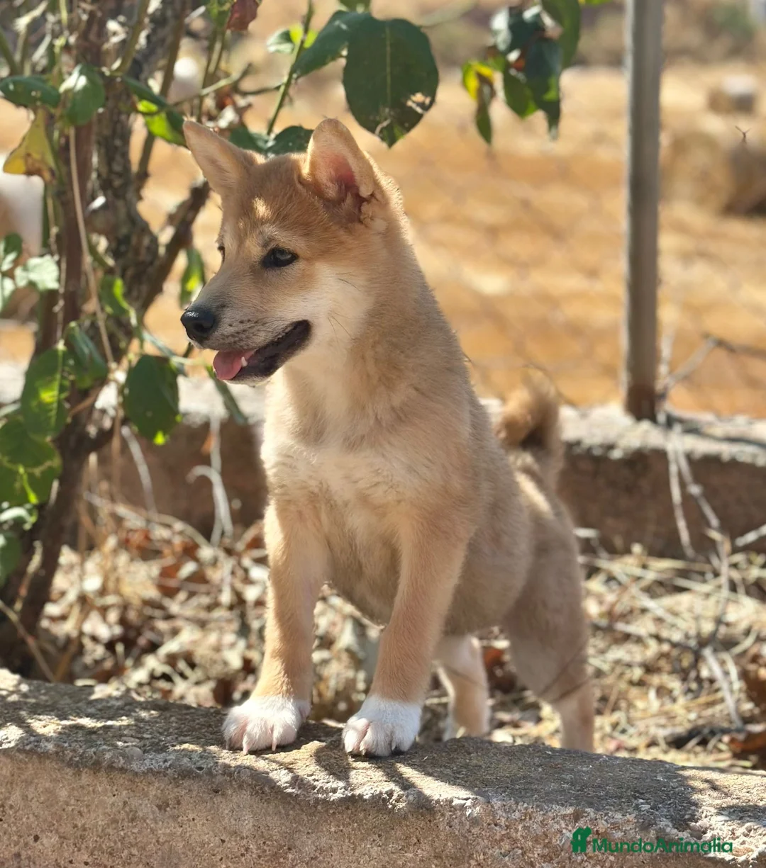 Shiba Inu perros en venta: Shiba inu hembra  - Anuncio 8