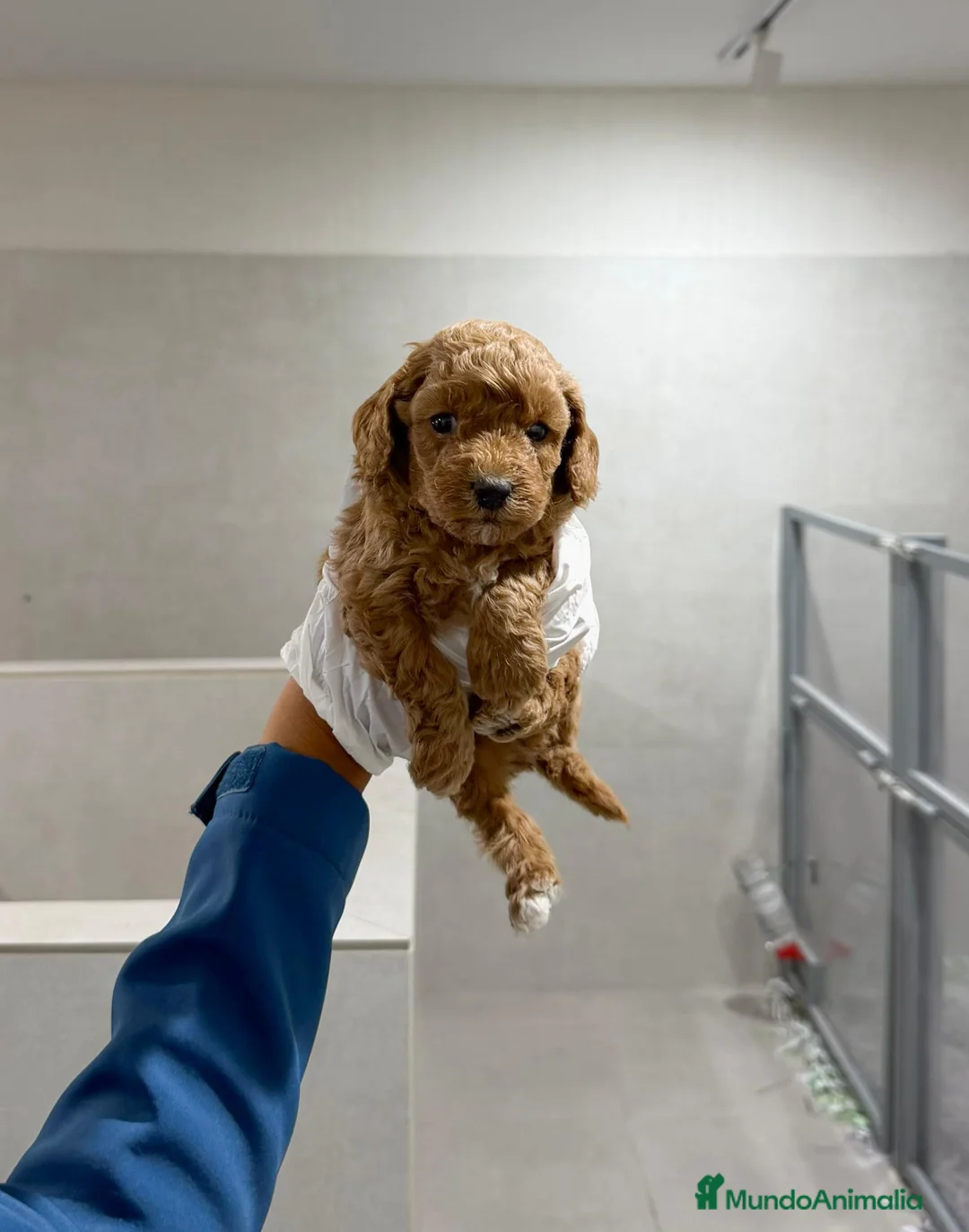 Cavapoo perros en venta: CAVAPOO * MACHOS - ✅ ¡Haz tu RESERVA! - Anuncio 2
