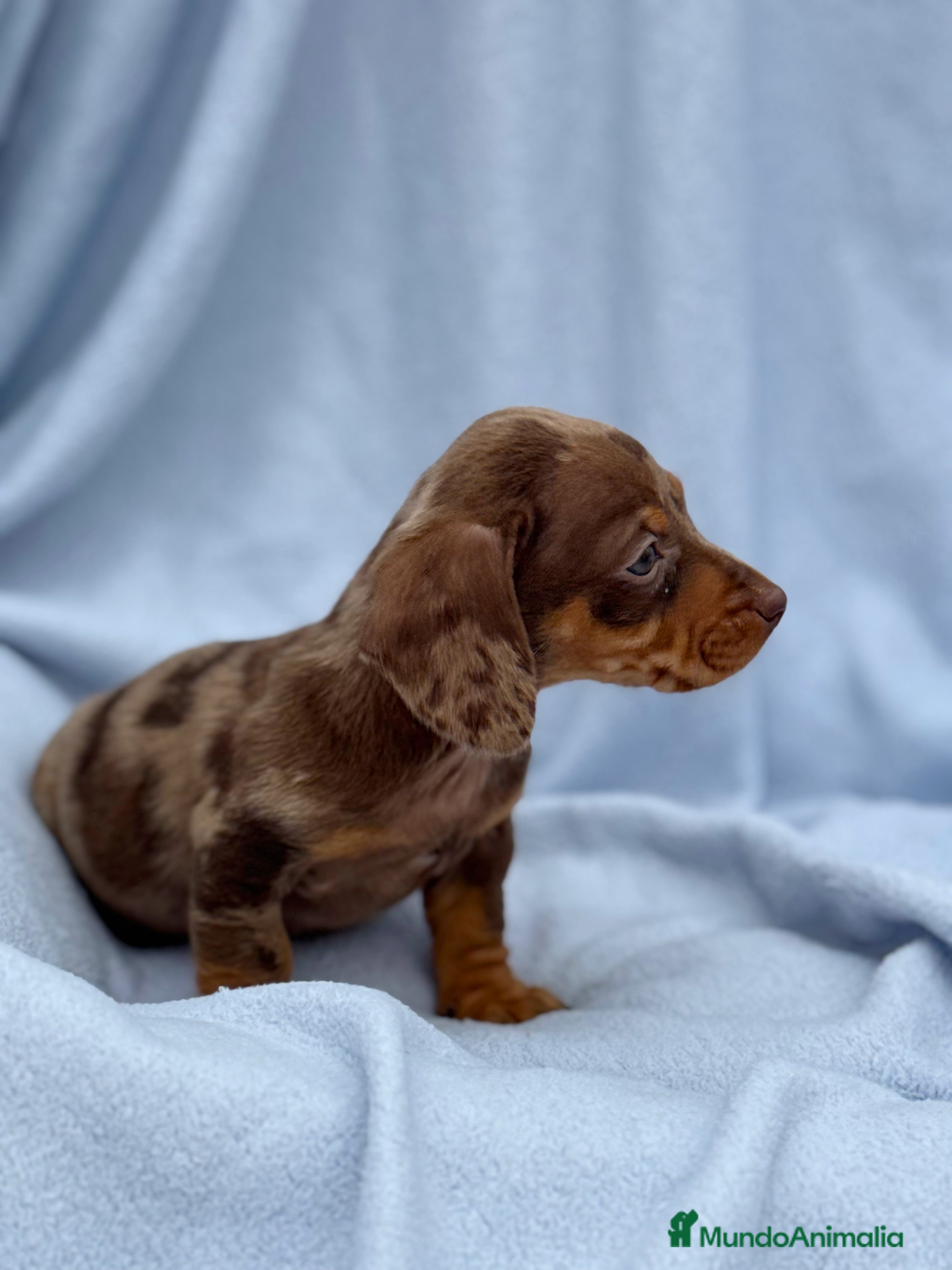 Teckel Miniatura perros Teckel mini arlequín chocolate disponible  - Anuncio 2
