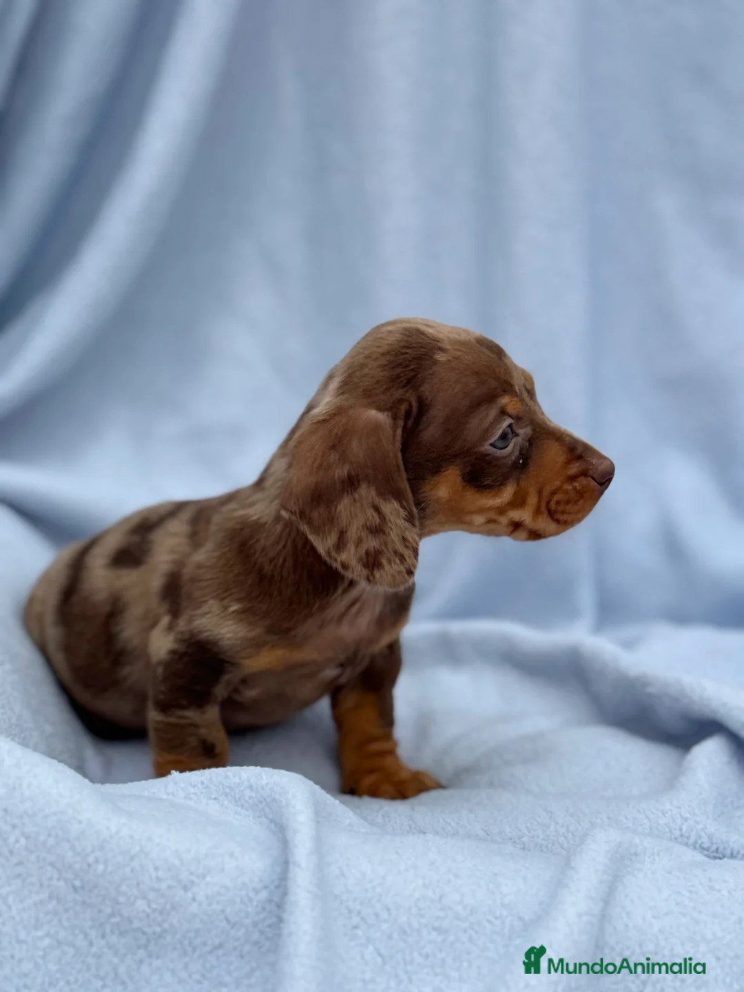 Teckel Miniatura perros en venta: Teckel mini arlequín chocolate disponible  - Anuncio 3