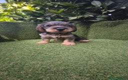 Teckel Miniatura perros en venta: teckel pelo basto - Imagen 1