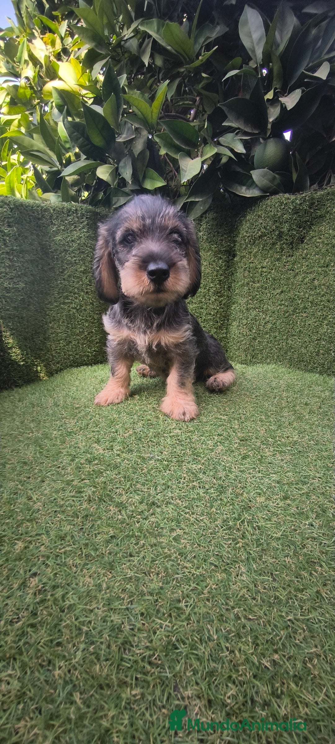 Teckel Miniatura perros en venta: teckel pelo basto - Imagen 1