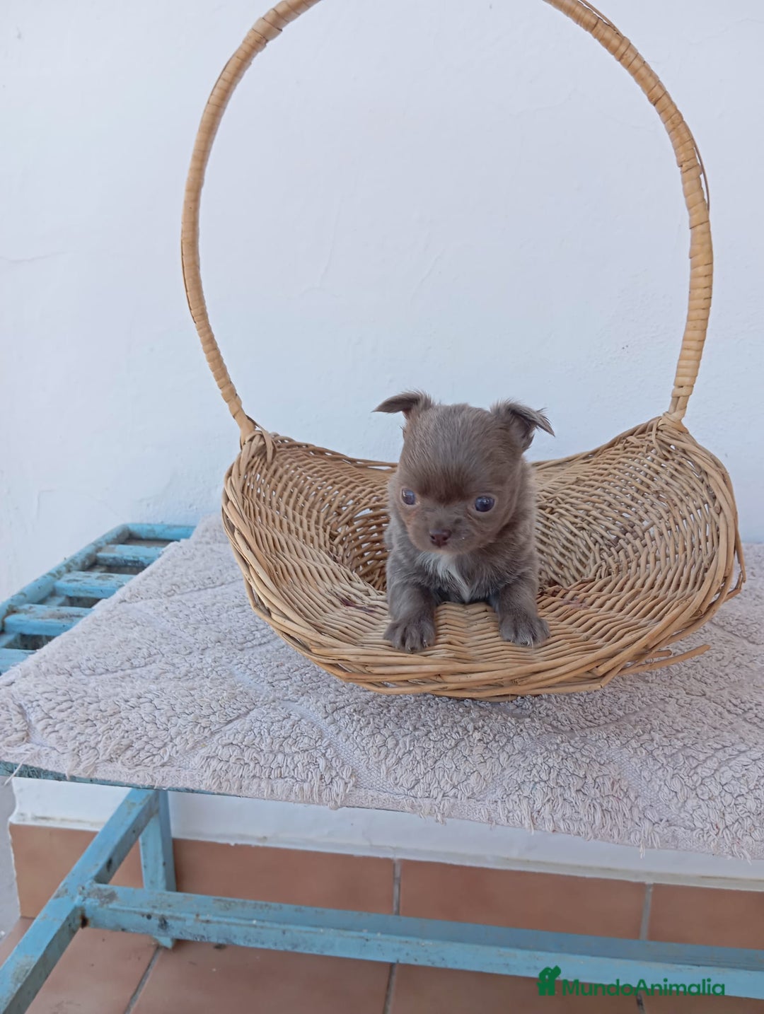 Chihuahua perros en venta: IMPRESIONANTE  CHIHUAHUA   LINEA  TOY  - Anuncio 39