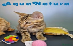 Bengalí gatos en venta: Bengali Macho 4605 AQUANATURA - Imagen 7