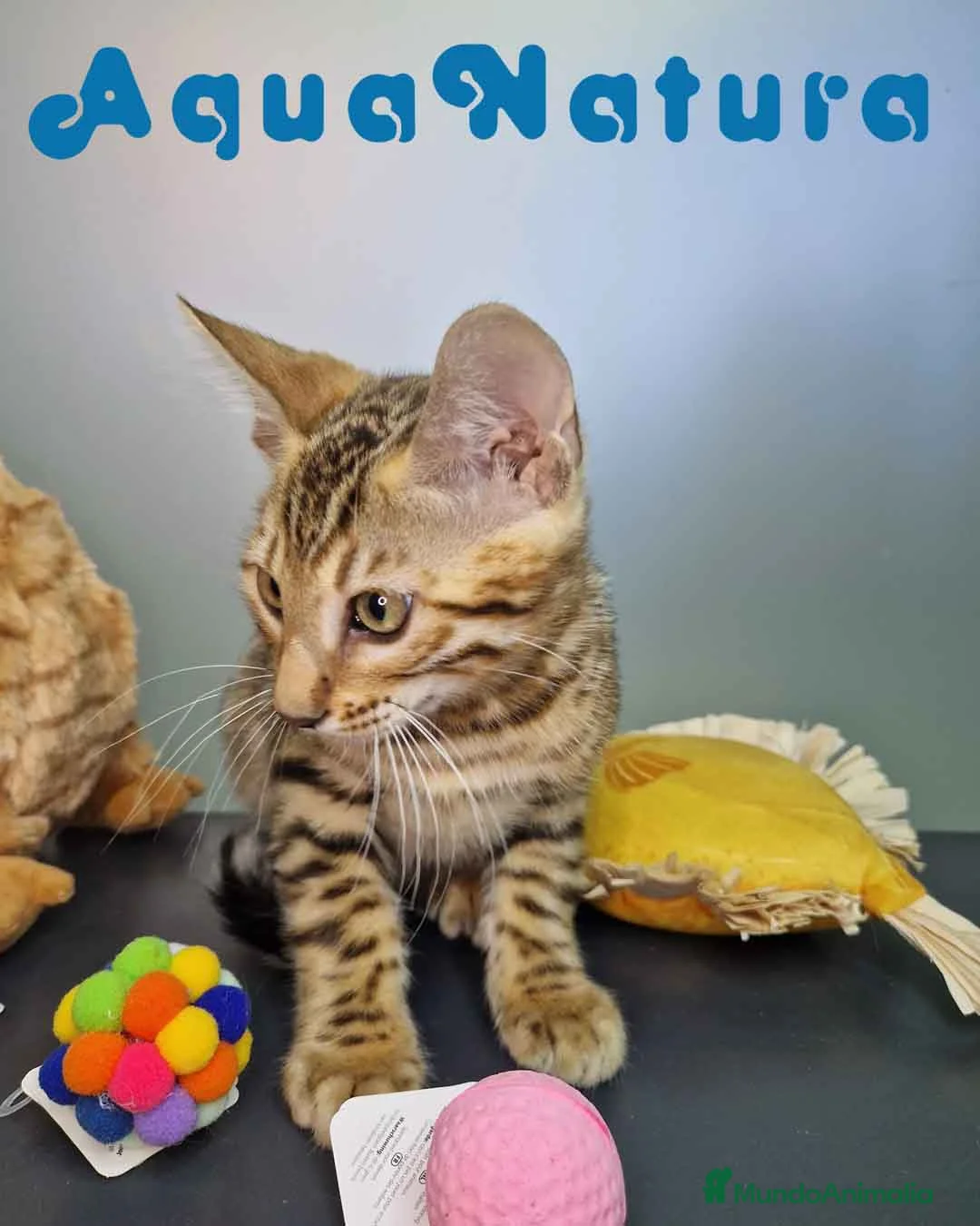 Bengalí gatos en venta: Bengali Macho 4605 AQUANATURA - Anuncio 7