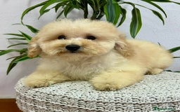 Caniche Enano perros en venta: Caniche toy - Imagen 2