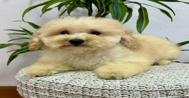 Caniche Enano perros - Anuncio 1