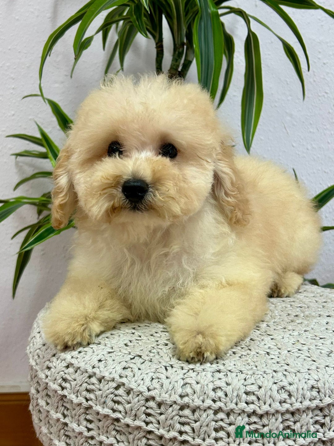 Caniche Enano perros en venta: Caniche toy - Imagen 2