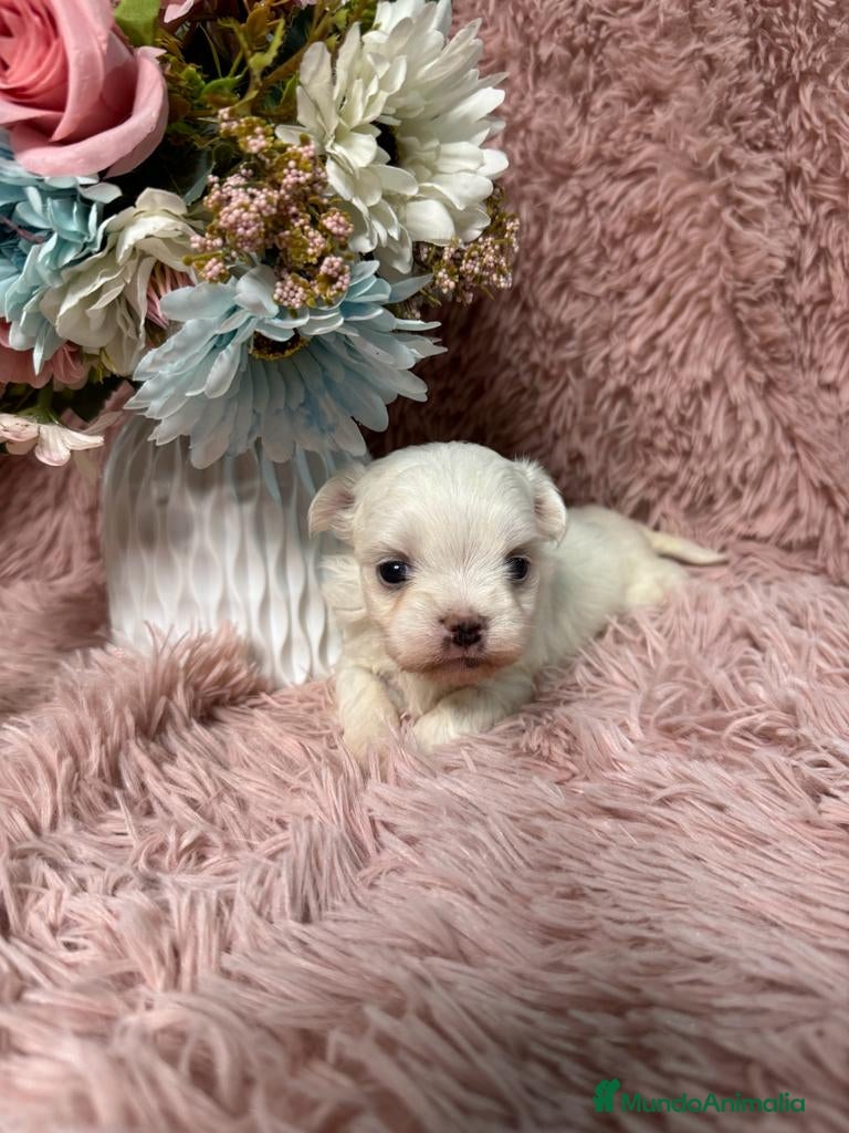 Bichón Maltés perros bichon maltes - Anuncio 3