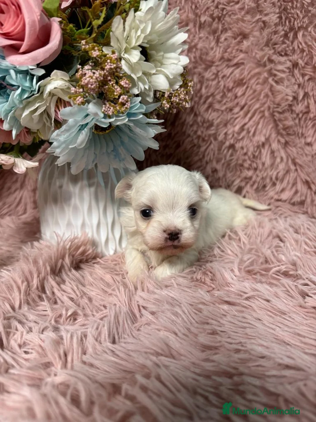 Bichón Maltés perros en venta: bichon maltes - Anuncio 1