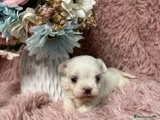 Bichón Maltés perros bichon maltes - Anuncio 3