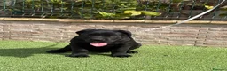 Cane Corso perros en venta: Cachorra cane corso  - Anuncio 6