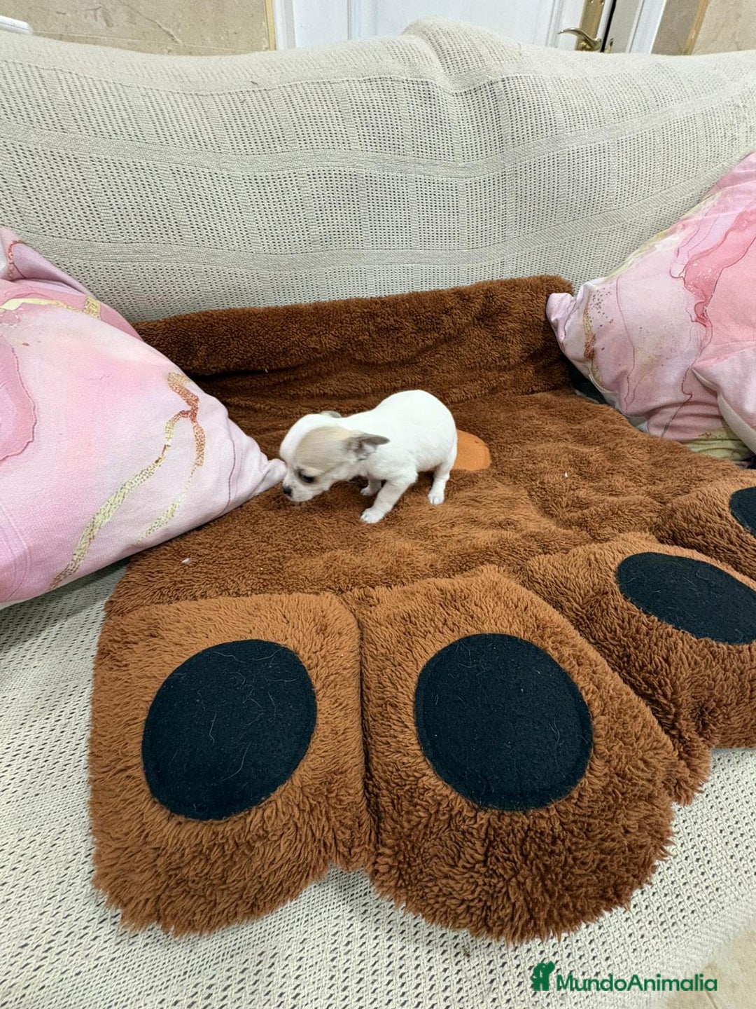 Chihuahua perros en venta: Chihuahua toy - Anuncio 5