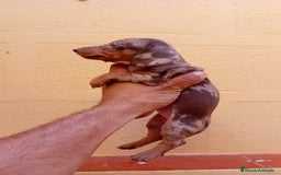 Teckel Miniatura perros en venta: Teckel kaninchen  - Imagen 8