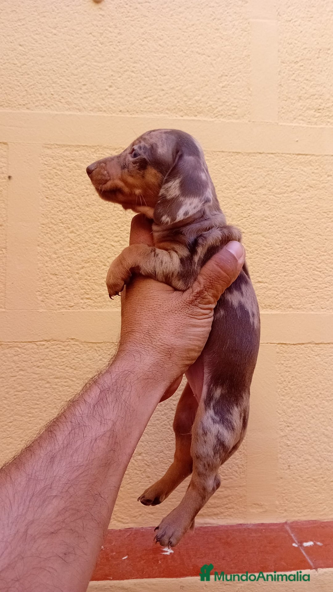 Teckel Miniatura perros en venta: Teckel kaninchen  - Imagen 8