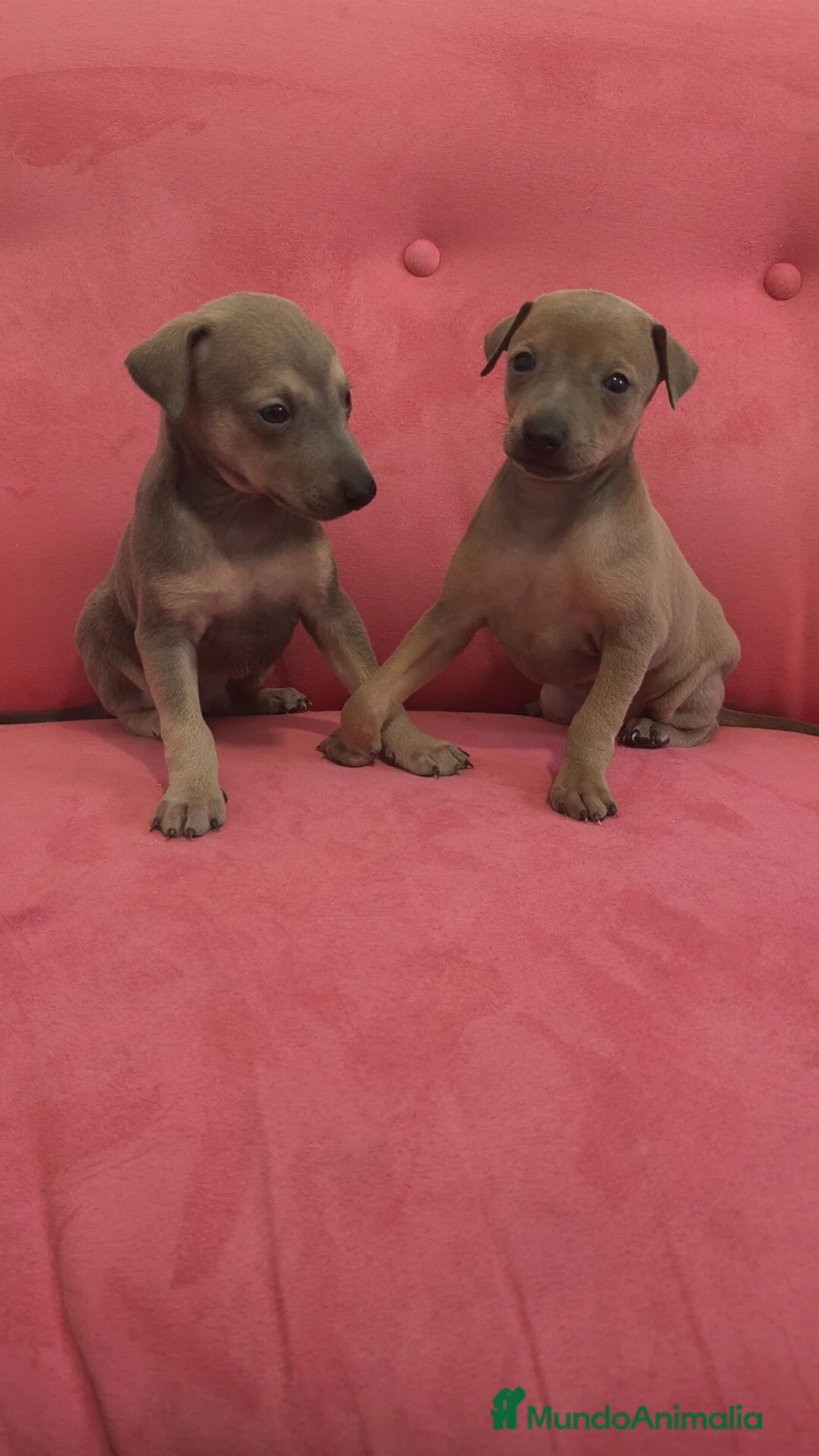 Pequeño Lebrel Italiano perros en venta: Pequeño lebrel Italiano FincaPaunais - Anuncio 7