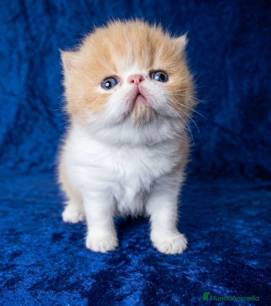 Persa gatos Gatito persa bicolor crema  - Anuncio 3