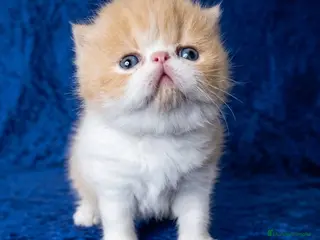 Persa gatos Gatito persa bicolor crema - Anuncio 3