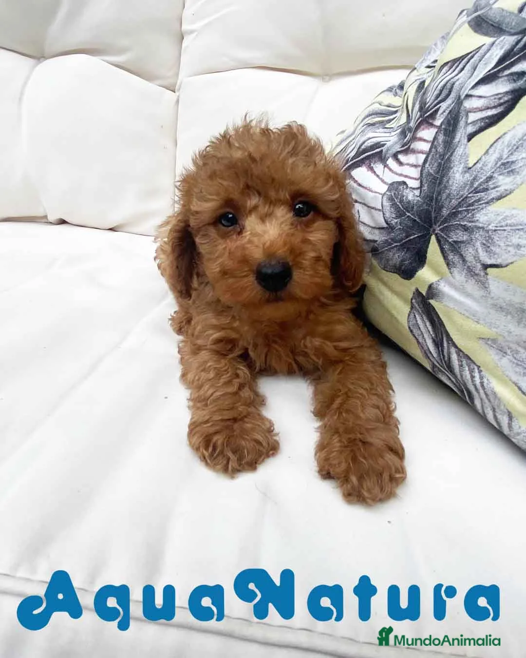 Caniche Mediano perros en venta: Caniche Macho 7353 de Camila - AQUANATURA en Barcelona - Anuncio 4