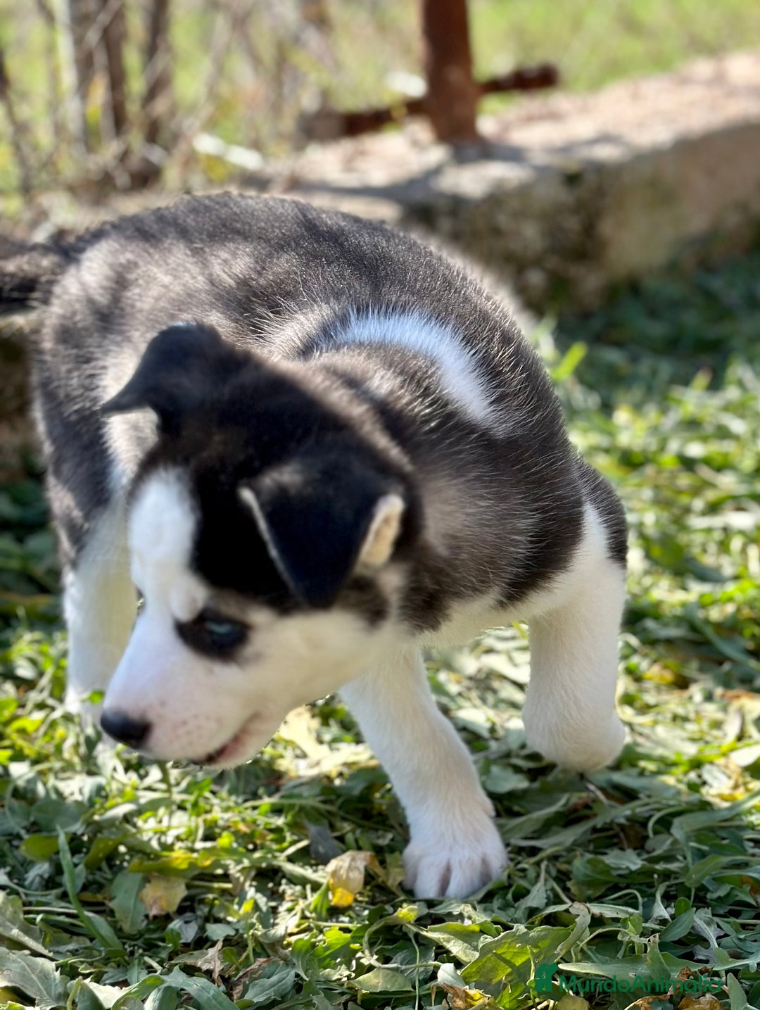 Husky Siberiano perros en venta: HUSKY NEGRO OJOS AZULES en Barcelona - Imagen 3
