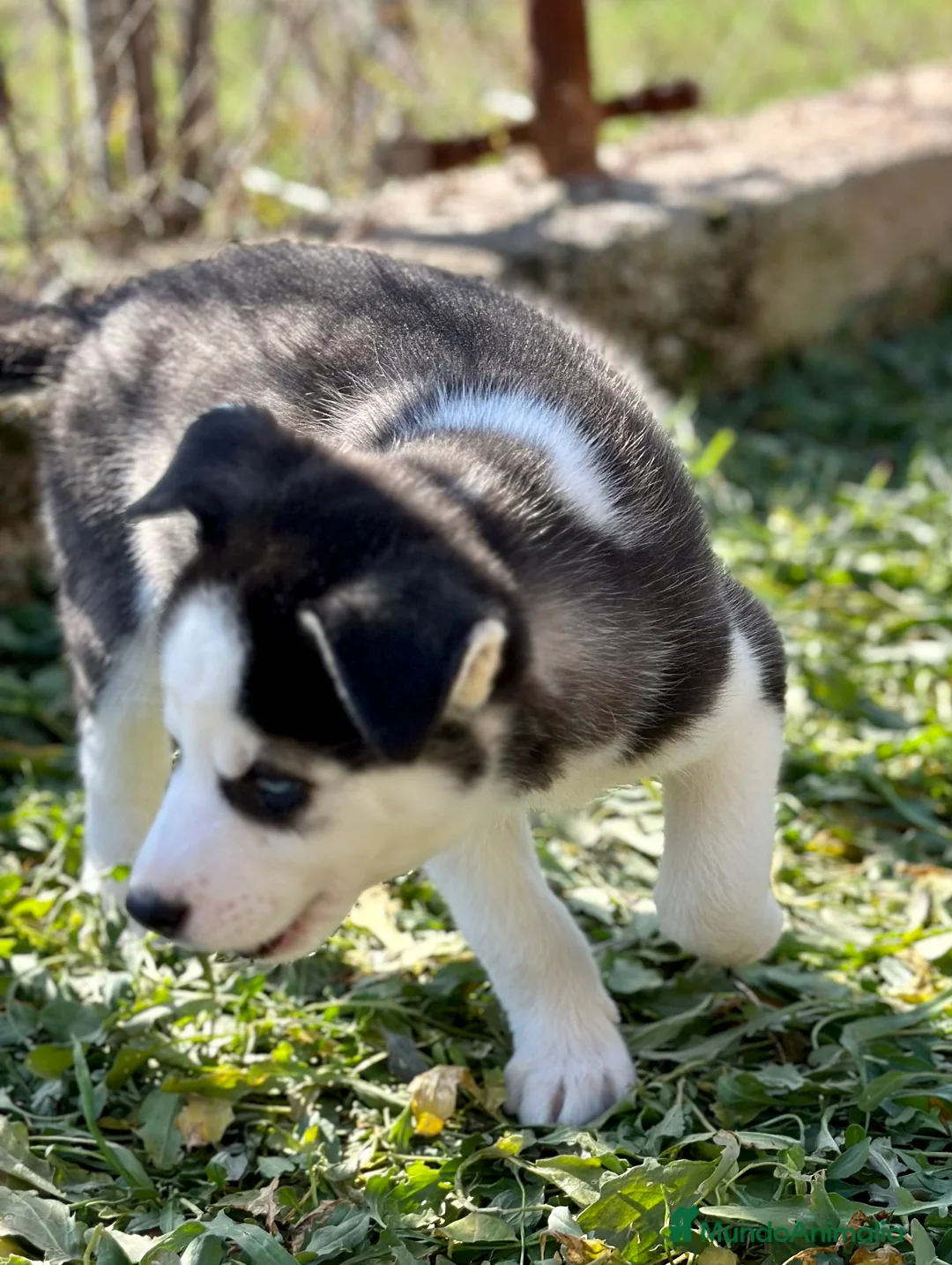 Husky Siberiano perros en venta: HUSKY NEGRO OJOS AZULES en Barcelona - Anuncio 3