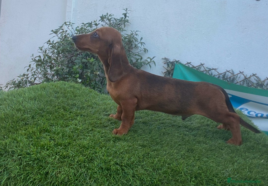 Teckel Miniatura perros en venta: TECKEL KANINCHEN PELO CORTO COLOR AVELLANA - Imagen 1