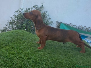 Teckel Miniatura perros - Anuncio 5