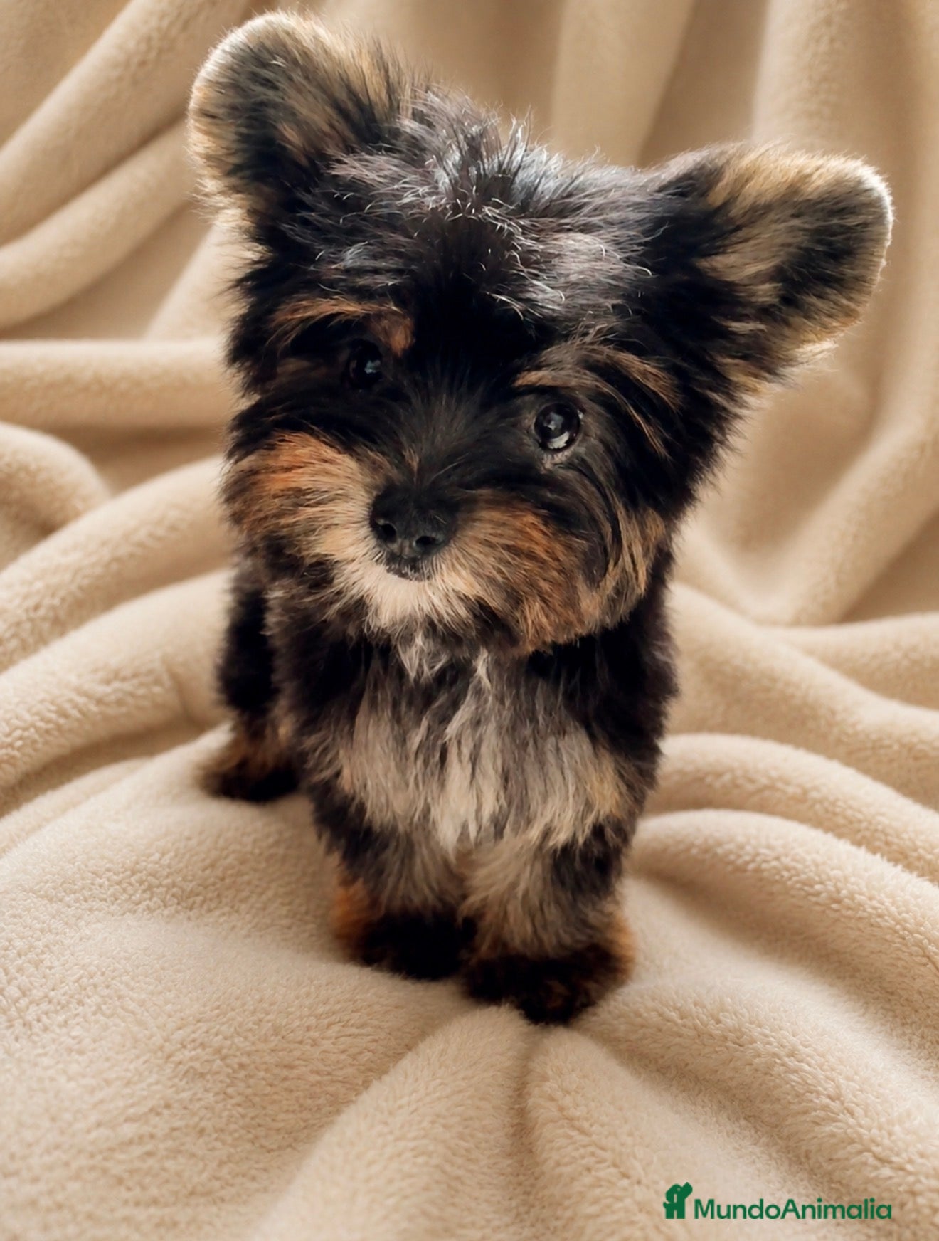 Raza Mixta perros Monísima Morkie  - Anuncio 1