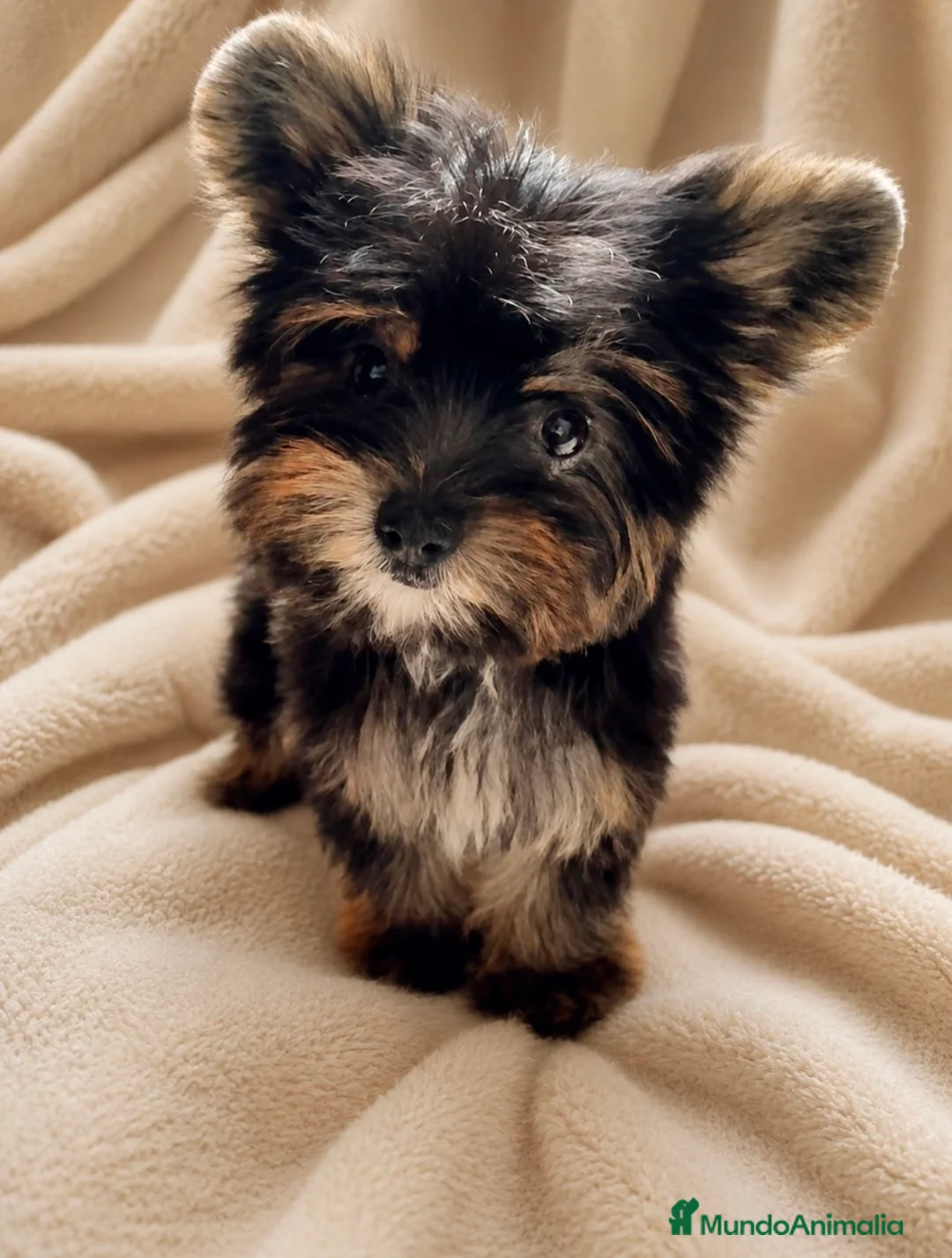 Raza Mixta perros en venta: Monísima Morkie  - Anuncio 1