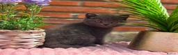 Británico de Pelo Corto gatos en venta: British azul hembra  - Anuncio 1