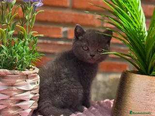 Británico de Pelo Corto gatos British azul hembra - Anuncio 1
