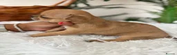Chihuahua perros en venta: CHIHUAHUA HEMBRA - Anuncio 2