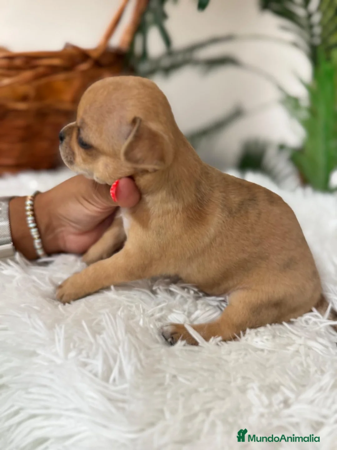 Chihuahua perros en venta: CHIHUAHUA HEMBRA - Anuncio 2