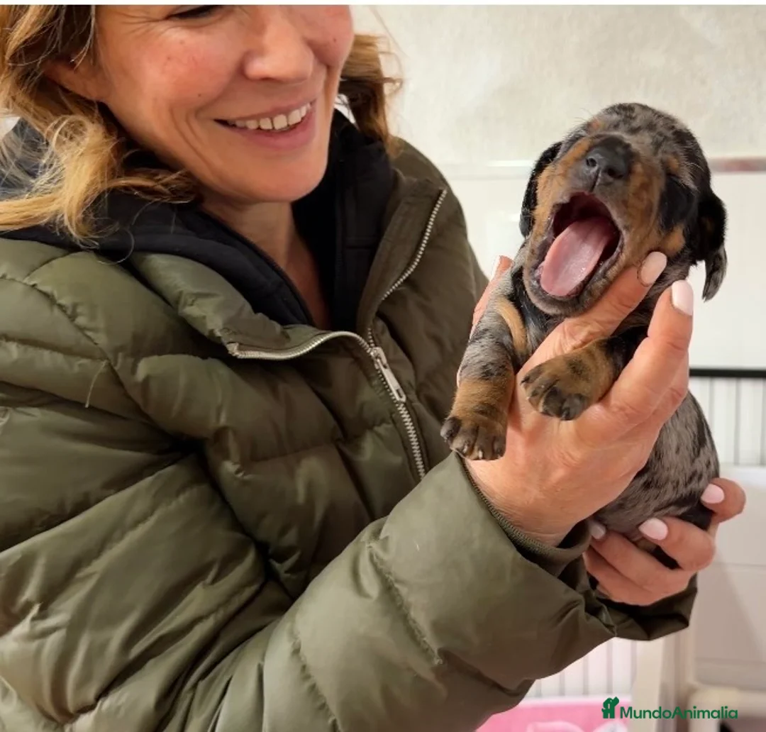 Teckel Miniatura perros en venta: Precioso cachorro Teckel miniatura  - Anuncio 3