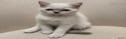 Brasileño de Pelo Corto gatos en venta: British Short Hair  - Anuncio 4
