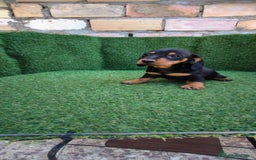 Teckel Miniatura perros en venta: teckel miniatura arlequin - Imagen 7